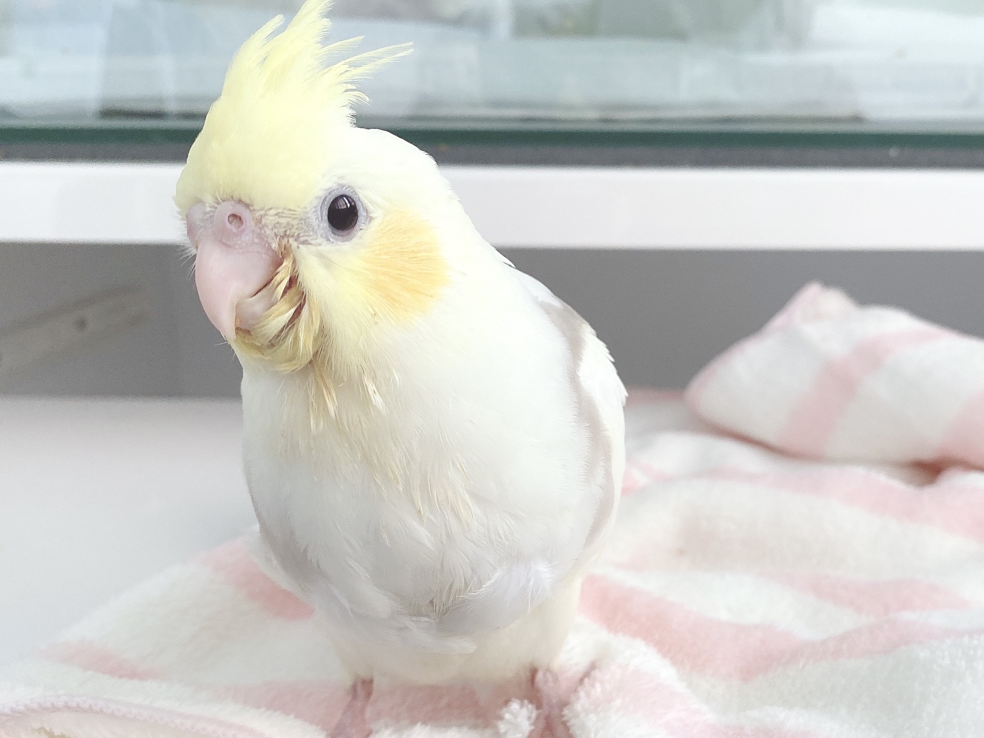 【オーナー様募集】オカメインコのドミナントシルバーは可愛い性格です